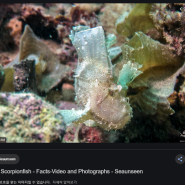 리프 스콜피온 피쉬(Leaf Scorpion Fish)