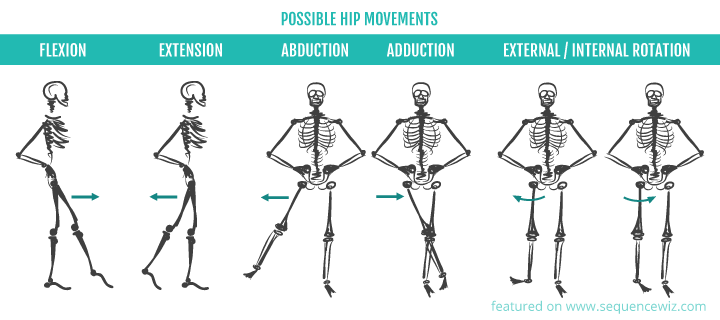 [Hip joint movement]hip flexion extension abduciton adduction internal ...