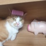 [나만없어고양이] 랜선집사를 위한 고양이 블로그