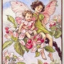 Flower Fairies by Cecily Mary Barker