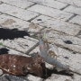여수 갑오징어 낚시 포인트 (국동항수변공원 새우외수질낚시 )