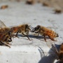도봉, 벌꿀을 훔치는 꿀벌
