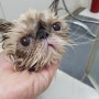 목욕 당하는 고양이 하루 ㅋ