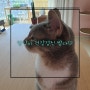 고양이 건강검진 받기 (feat.광견병주사, 엑스레이, 종합백신주사)