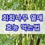 회화나무열매 효능 먹는법 부작용 이것만 알자 총정리 가루