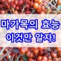 마가목의 효능에 대해서 알아보자 총정리! 열매