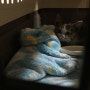 보호소로 가기전 소방서에서 구조해온 아기고양이 반여