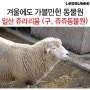 아이들과 서울 근교 겨울나들이 추천 장소 일산 쥬라리움 동물원 (구, 쥬쥬동물원)