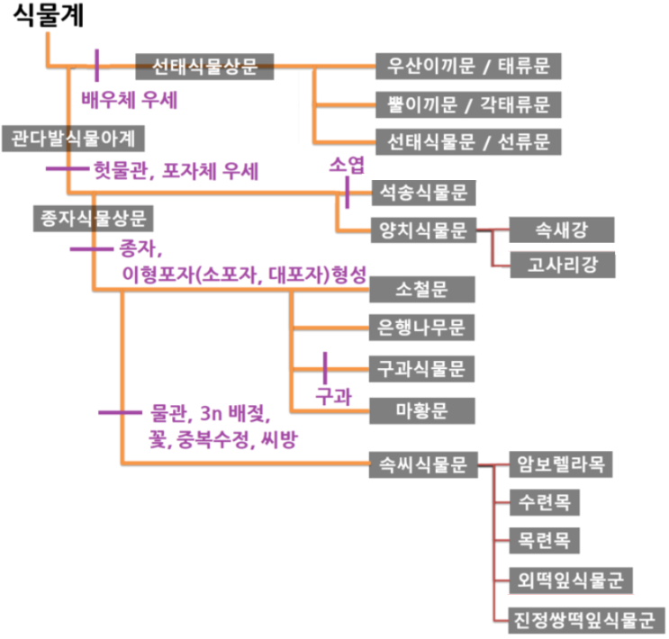식물의 분류2 : 네이버 블로그