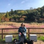성남 강아지 산책하기 좋은 곳, 2019년 핑크뮬리 율동공원 닥스훈트 단모 초이초봄초을 일상
