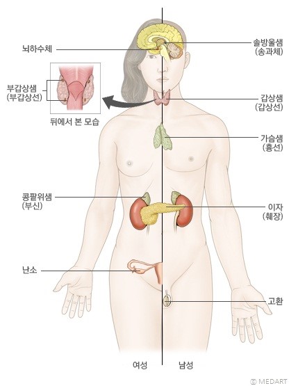 [해부생리 및 성인간호 요점정리] 내분비계 : 네이버 블로그