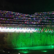 보성녹차밭 불빛축제 한국차박물관