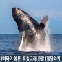 [하와이/옵션] 겨울 시즌에만 즐길 수 있는 혹등고래 관찰 (웨일와치)