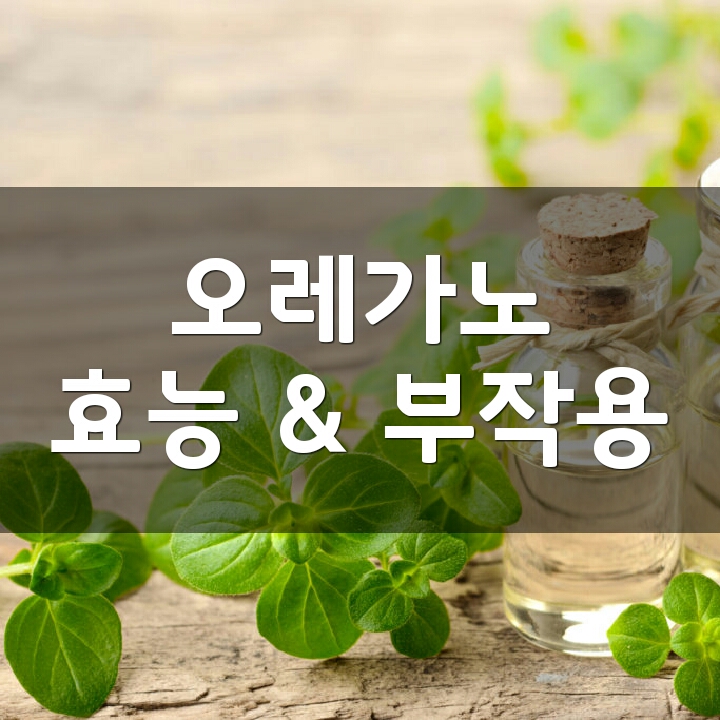 오레가노 오일 (Oregano Oil) 효능, 부작용, 권장량, 제품 순위 : 네이버 블로그