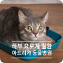 소변을 잘 못봐요! 고양이 하부요로계 질환(FLUTD)![고양이센터 - 아프리카동물병원-인천.부평.부천]