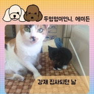 코숏 길고양이 입양일기 강제 집사 간택되던날