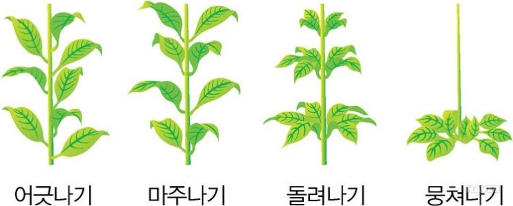 꽃 그리고 나무 이야기 『 잎 』 : 네이버 블로그