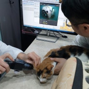 고양이 귀 진드기 치료위해 용인 수지구 메이트 동물병원