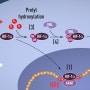 2019 노벨생리의학상 - 세포의 저산소농도 적응과정, HIF-1α 역할