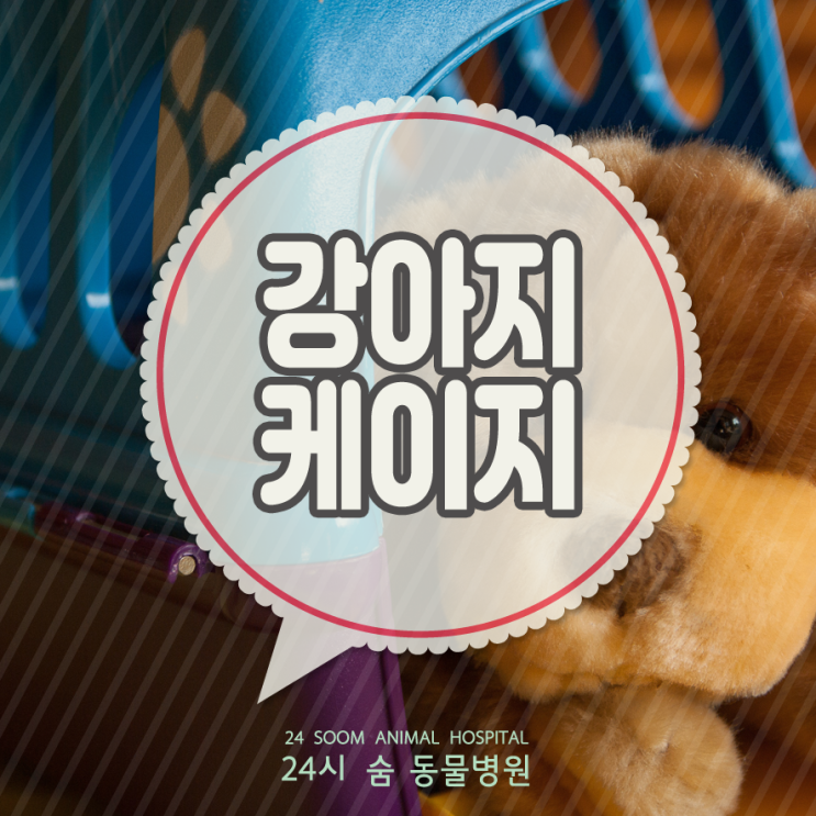 강아지 하우스 훈련 꼭 필요해요! (강아지케이지훈련 방법) : 네이버 블로그