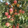 2020년 고품질 다수확 사과, 배, 복숭아 재배 영농 기술