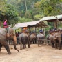 꽃보다 엄마 > 태국 치앙마이 여행 코끼리 보러 가기. 코끼리쇼, 코끼리 탑승, 코끼리 캠프