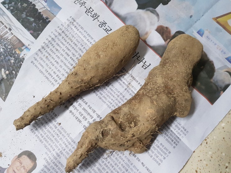 마 효능, 먹는법, 보관법 알고 먹자! : 네이버 블로그