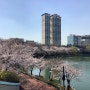 석촌호수 폐쇄 벚꽃축제 개방시간