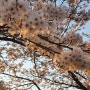 하남 벚꽃 명소 / 하남 가볼 만한 곳 / 덕풍천 벚꽃길