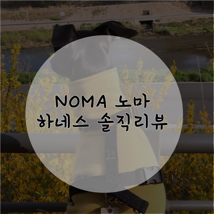 이쁘다 착하다 가성이 갑 of 갑 NOMA 노마 H형 하네스 : 네이버 블로그