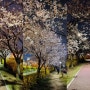 2020년 10번째 봄 죽동 반석천변의 벚꽃, 개나리, 목련의 밤풍경_죽동 제로에너지하우스zeeHome