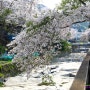 마산 서원곡 유원지 벚꽃