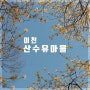 [이천산수유마을] 서울근교 드라이브 여행 봄꽃나들이(주차팁)