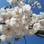 당진벚꽃 '주희네칼국수' 식도락 봄꽃놀이