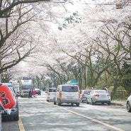 장관이었던 제주대학교 벚꽃