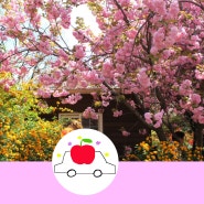 [봄] 전주 완산공원 완산칠봉 꽃동산 겹벚꽃&철쭉동산 벚꽃놀이