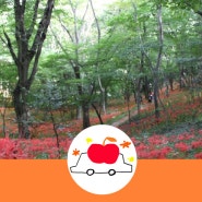 [가을] 함평 꽃무릇 :: 용천사 꽃무릇축제 / 영광상사화축제 근처!