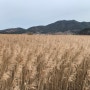 겨울여행 : 1월의 순천만습지, 순천여행, 전남순천여행