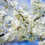 남이섬 데이트 코스 2020 아침고요수목원 봄나들이 봄꽃축제