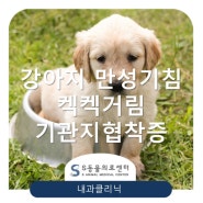 【강아지 기침, 켁켁거림】 기관지협착증 진단과 치료 / 송파 성남 위례동물병원 S동물의료센터
