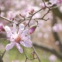 목련 (Magnolia, 천리포수목원 4월)