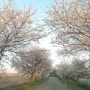 나만의 케렌시아, 만경강 벚꽃길 풍경사진을 담는 행복