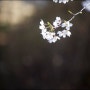 봄의 절정을 향하는 벚나무, 벚꽃으로 카메라 손맛