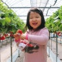 인천 농장체험 봄에는 역시 딸기체험이 딱이죠~