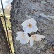 봄 기운이 만연한 4월 꽃길을 걸어 봅니다. 봄이 시작됬음을