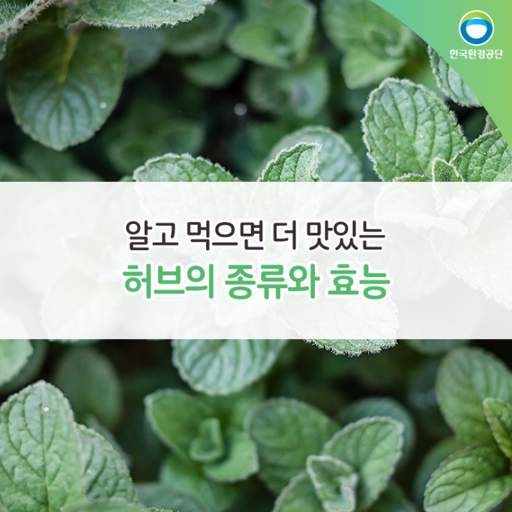 알고 먹으면 더 맛있는 허브의 종류와 효능 : 네이버 블로그