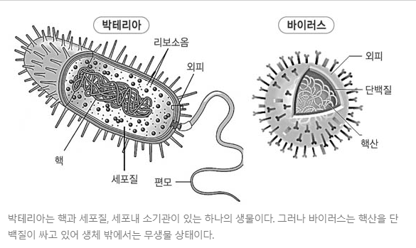 바이러스와 박테리아(세균)의 차이 : 네이버 블로그