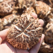 원목표고버섯과 배지표고버섯의 차이