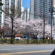 차안에서 즐기는 벚꽃놀이::소래포구 가는길..