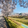 4월 벚꽃 만개한 장지천에 다녀왔어요 산책로 일상